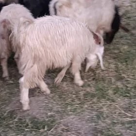 cewiş tokly