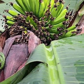 Banan nahallar