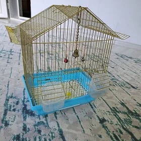 Guş ketek