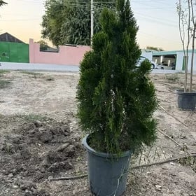 eyran tuya