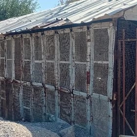 Towuk ketek