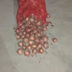 soğan