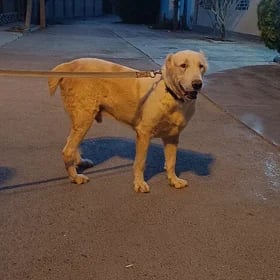 satlyk köpek
