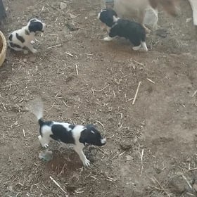 güjik