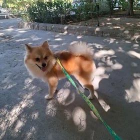 собака