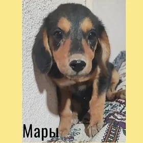 СОБАЧКИ ДЕВОЧКИ