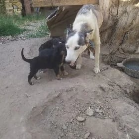 продаются щенки хаски