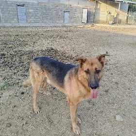 it güjik afçarka