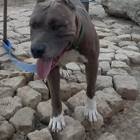 Pitbull