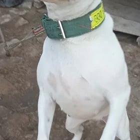 Pitbull