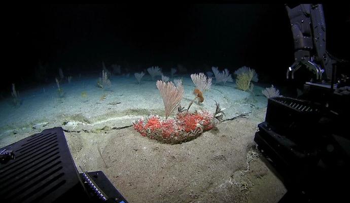 Ummanyň çuň ýerlerini öwrenmek üçin ýumşak robot döredildi