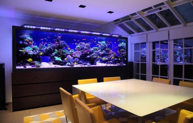 Аквариумы помогают справиться с тревогой и страхом