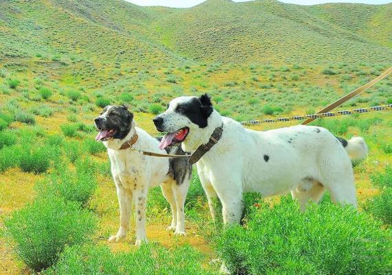 В Туркменистане разрабатывают законопроект О собаководстве и кинологии