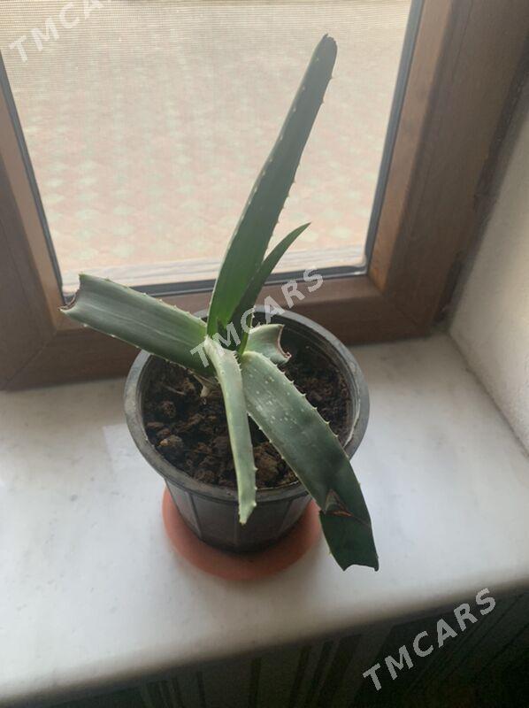 Aloe - Wekilbazar - img 10