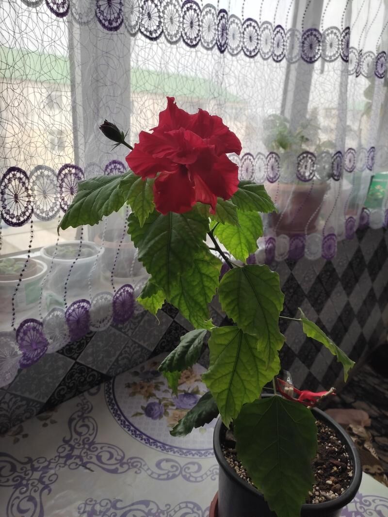 цветы - Aşgabat - img 4