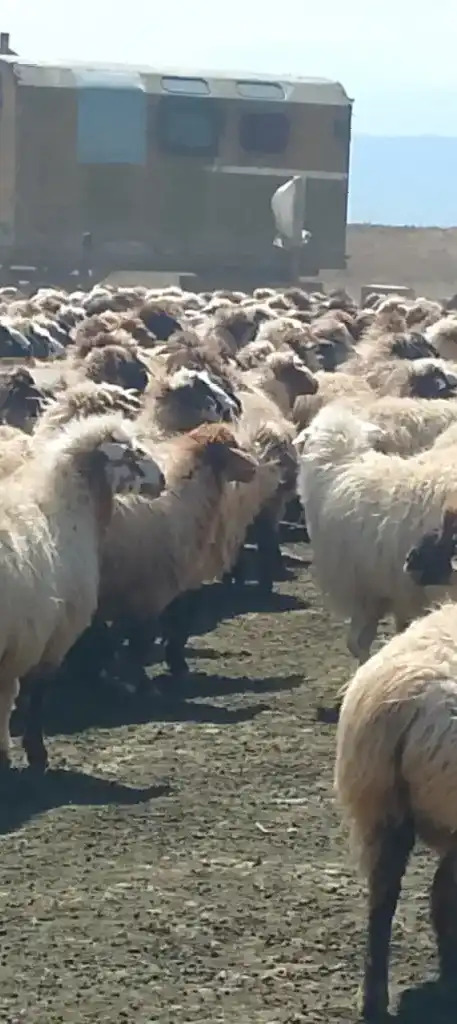 Aksiya goýun geçi - Garadamak Şor - img 4