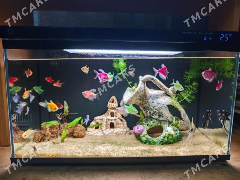 Mi Smart Aquarium - Ашхабад - img 3