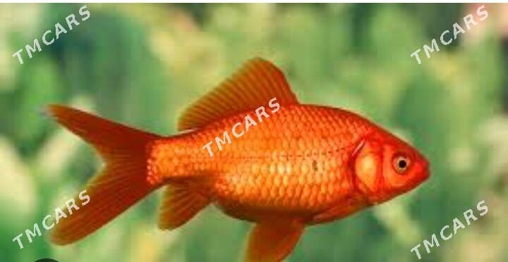 Золотые рыбки - Хазар - img 6