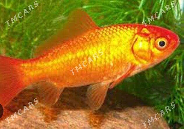 Золотые рыбки - Хазар - img 5