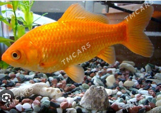 Золотые рыбки - Хазар - img 4