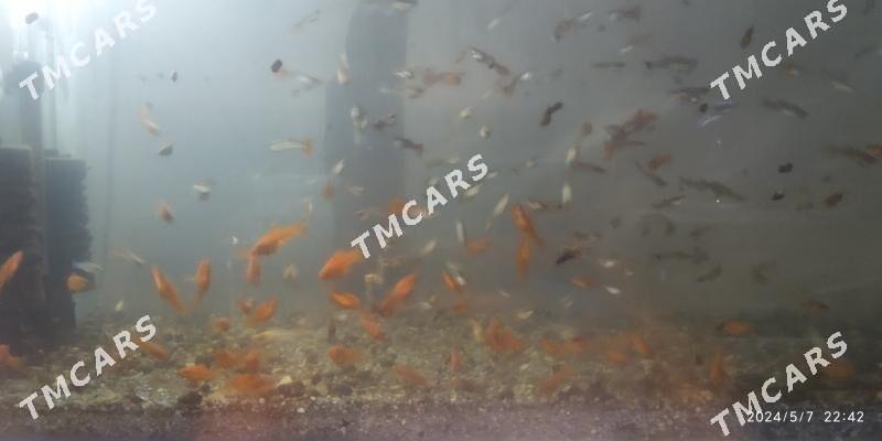 рыбки - Türkmenabat - img 2