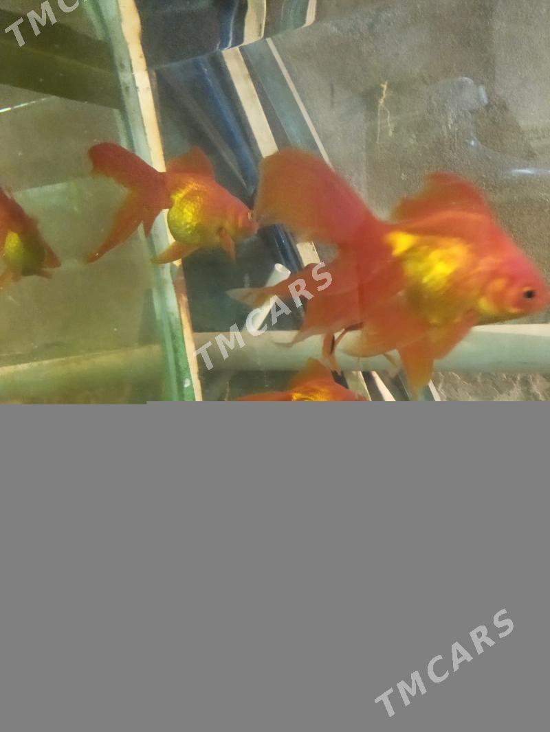 золотая рыбка - Türkmenabat - img 2