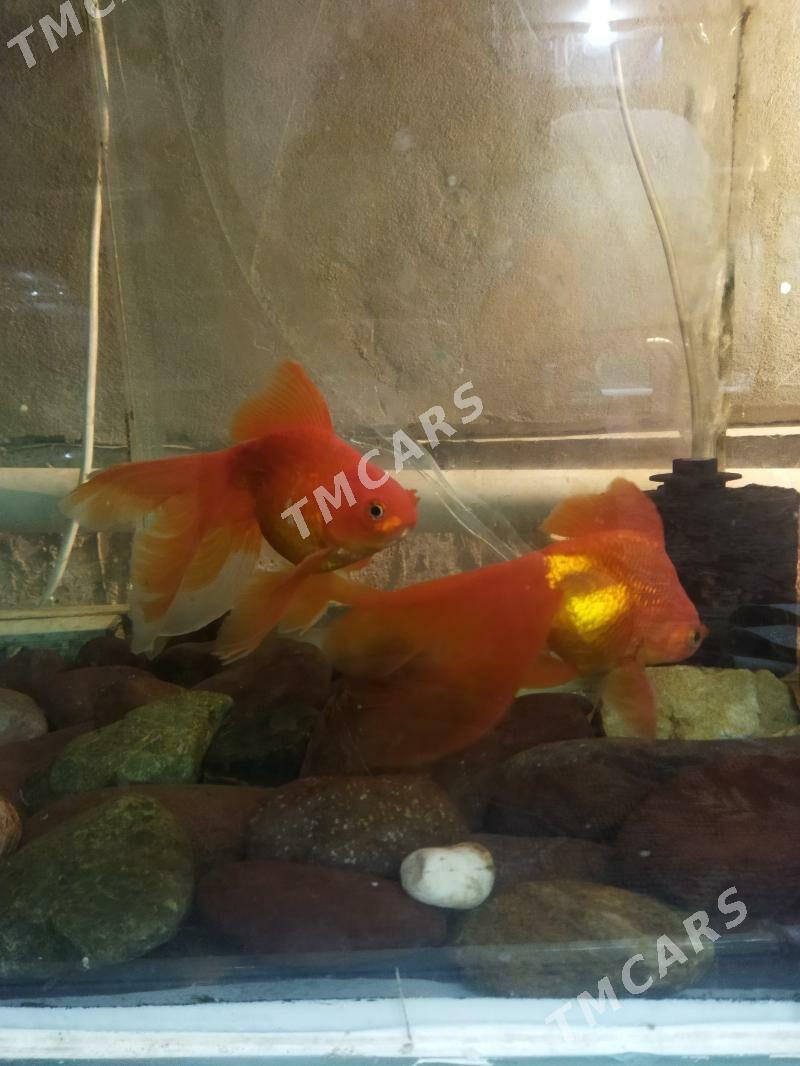 золотая рыбка - Türkmenabat - img 3