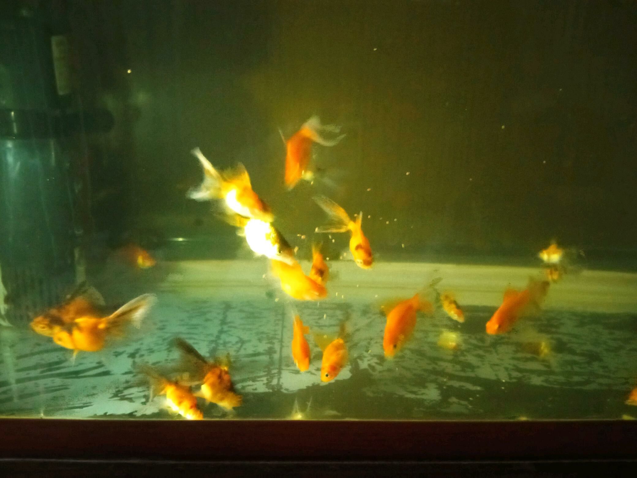 аквариум с рыбками срочно!!! - Türkmenabat - img 2