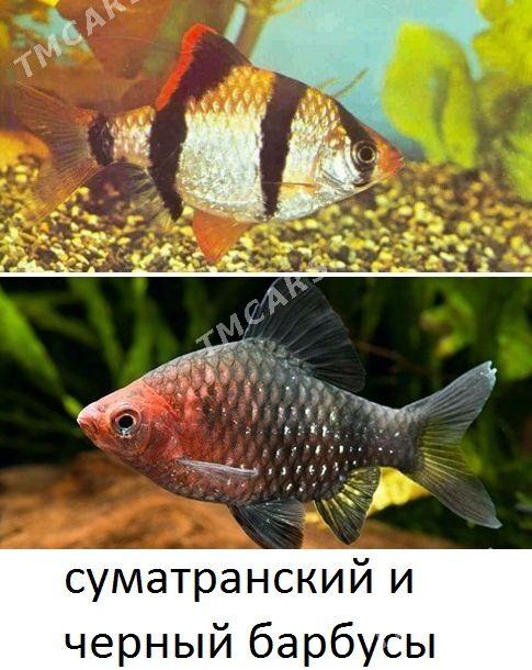 рыбки - Aşgabat - img 2