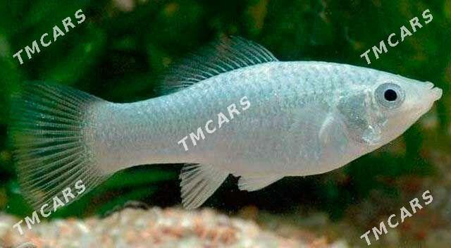 рыбки - Aşgabat - img 5