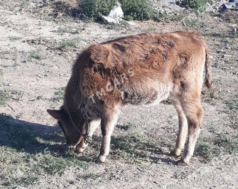 Göle - Aşgabat - img 4