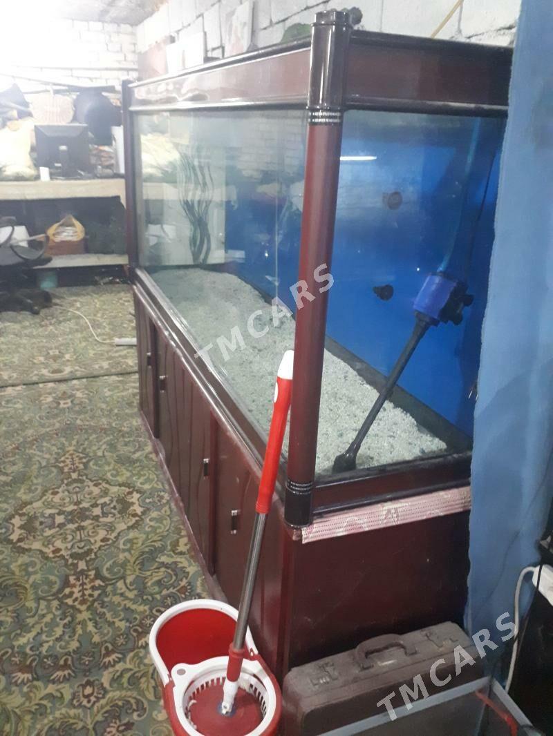 аквариум - Ашхабад - img 2