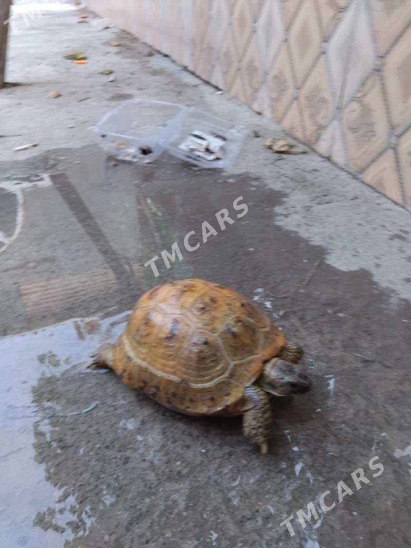ики саны черепаха - Türkmenabat - img 4
