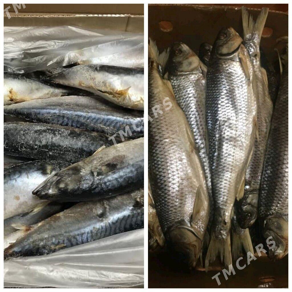 Raki balyk морепродукт рыбырак - Ашхабад - img 9