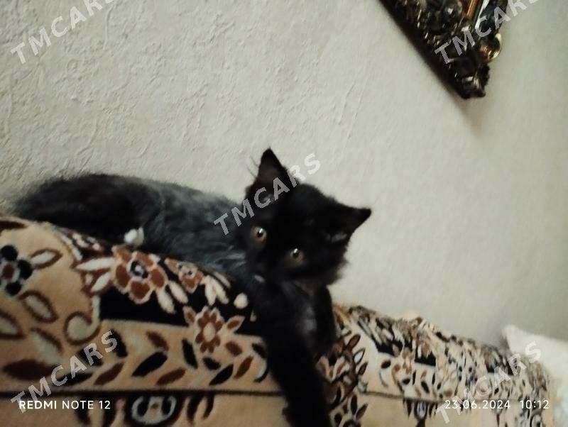 срочно котенок в добрые руки - Aşgabat - img 3