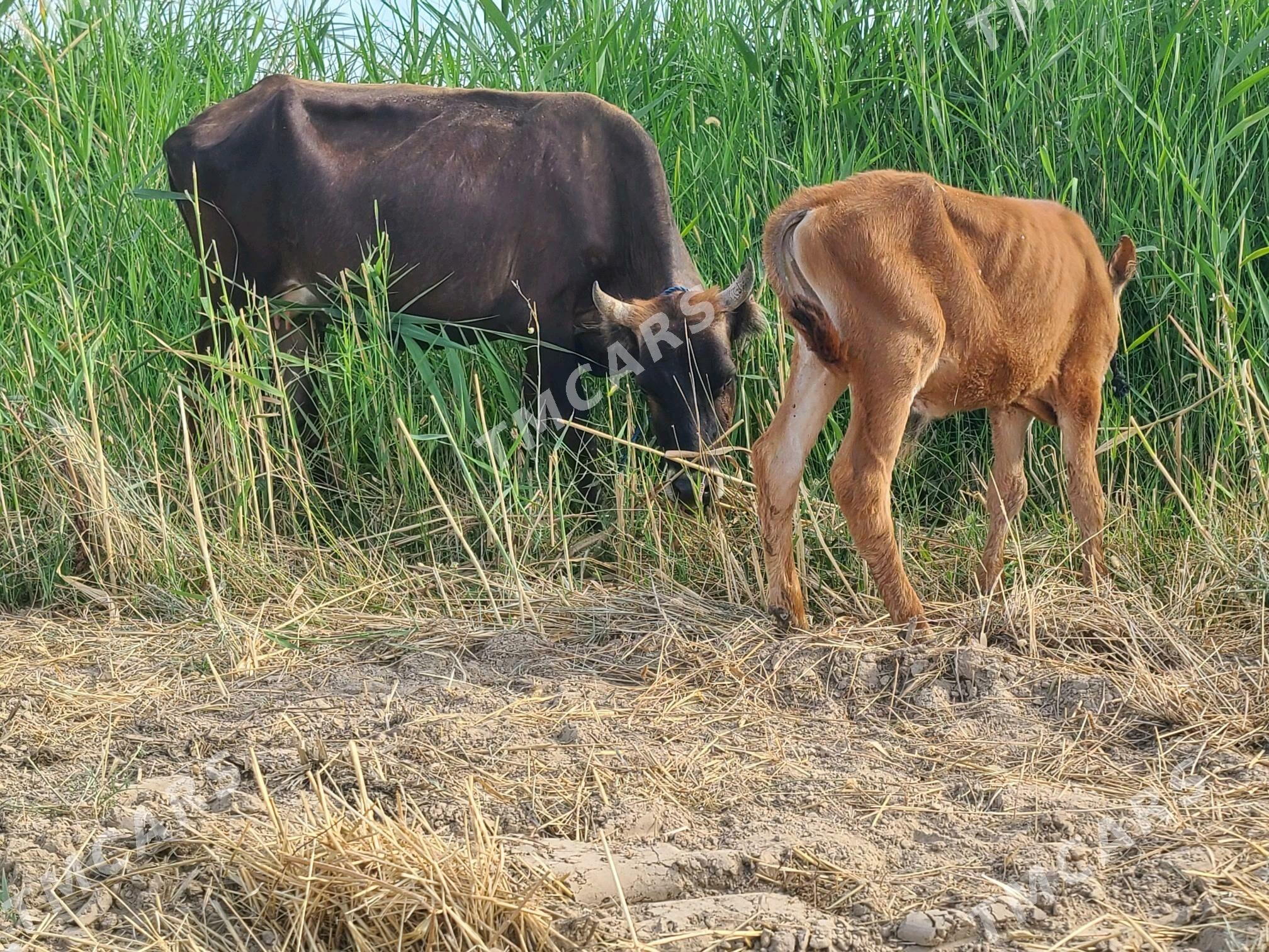 goleli sygyr, tuwe - Гёкдепе - img 2