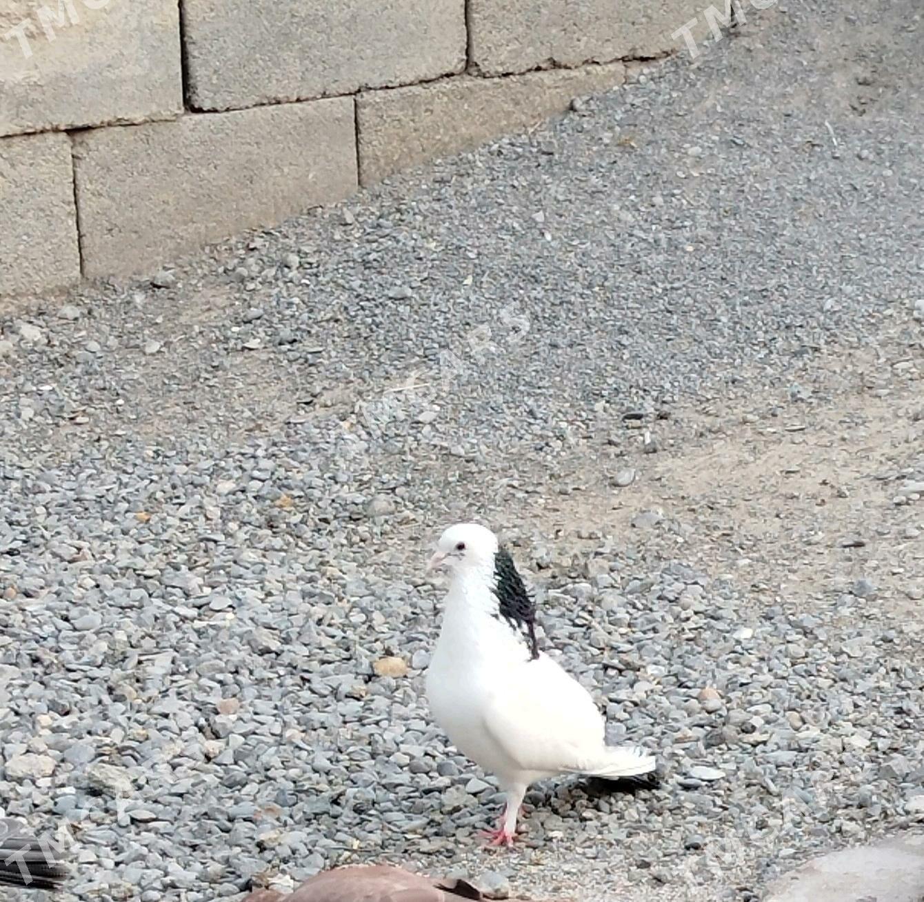 Kepderi Sizi şey - Gökdepe - img 2