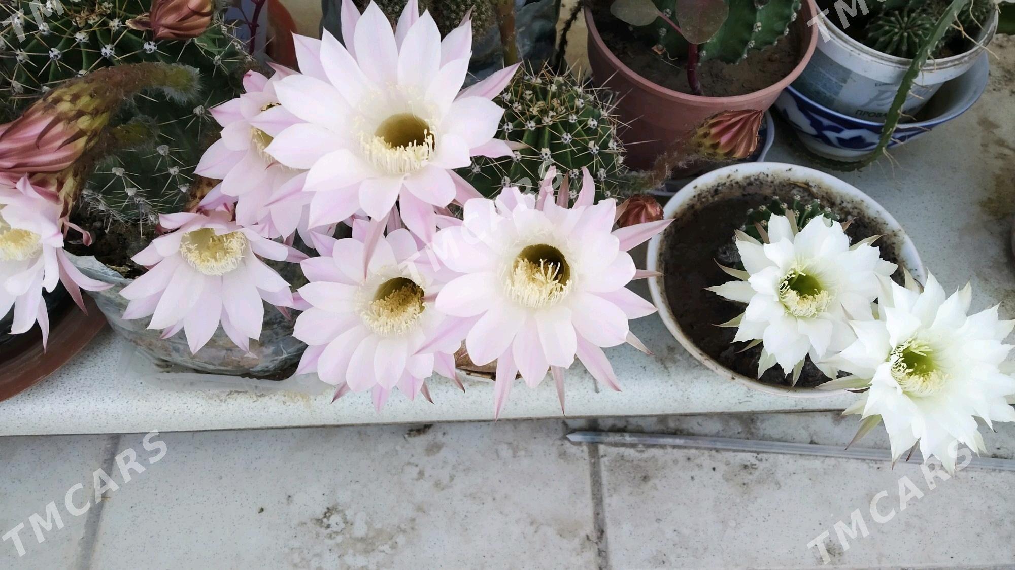 Кактусы цветущие многолетники - Aşgabat - img 3
