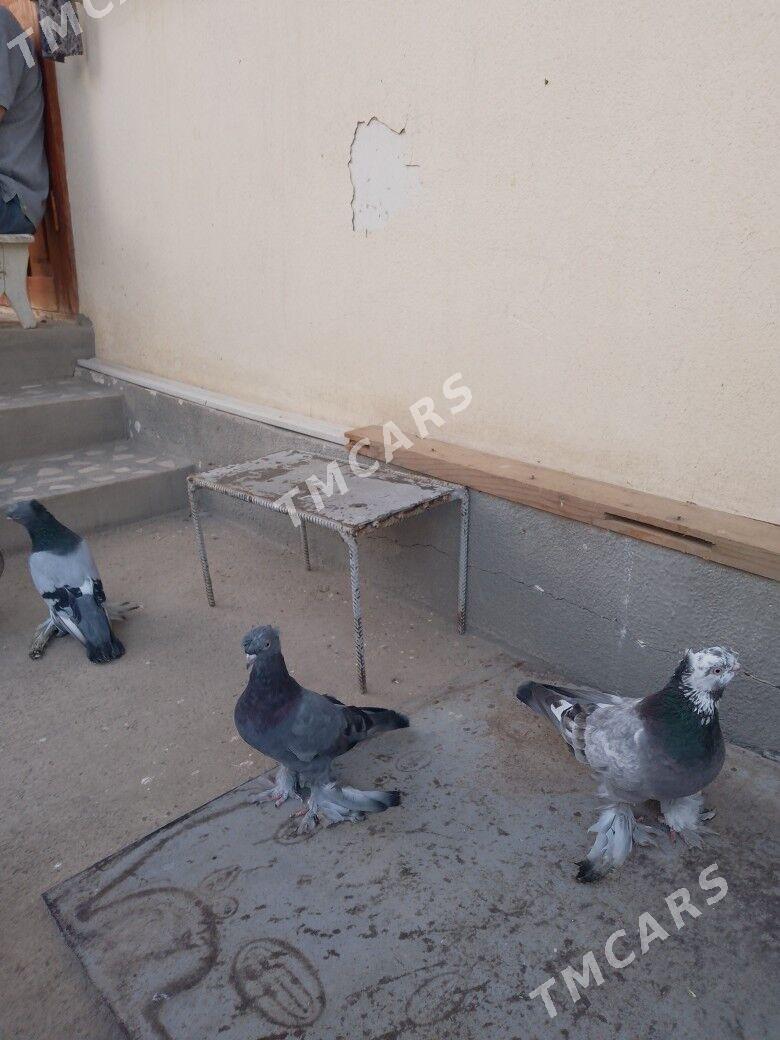 kepdery домашние животные птиц - Aşgabat - img 4