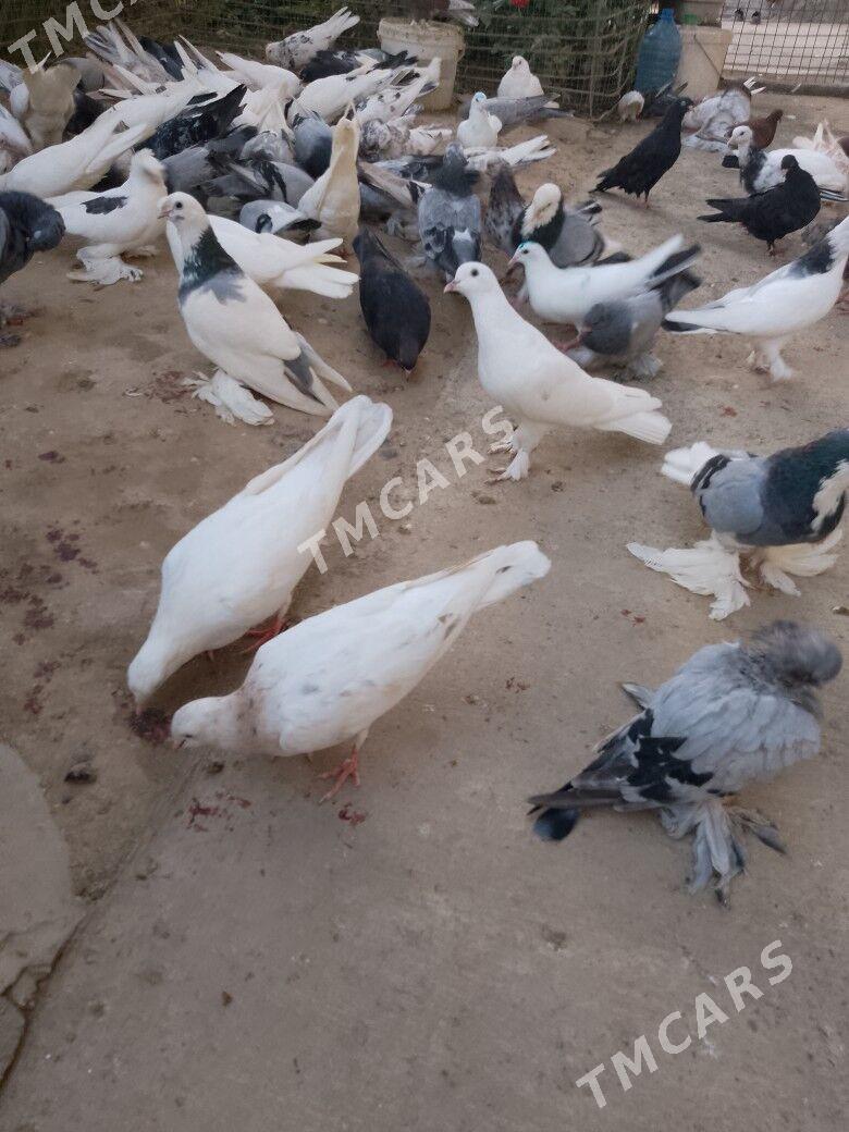 kepdery домашние животные птиц - Aşgabat - img 2
