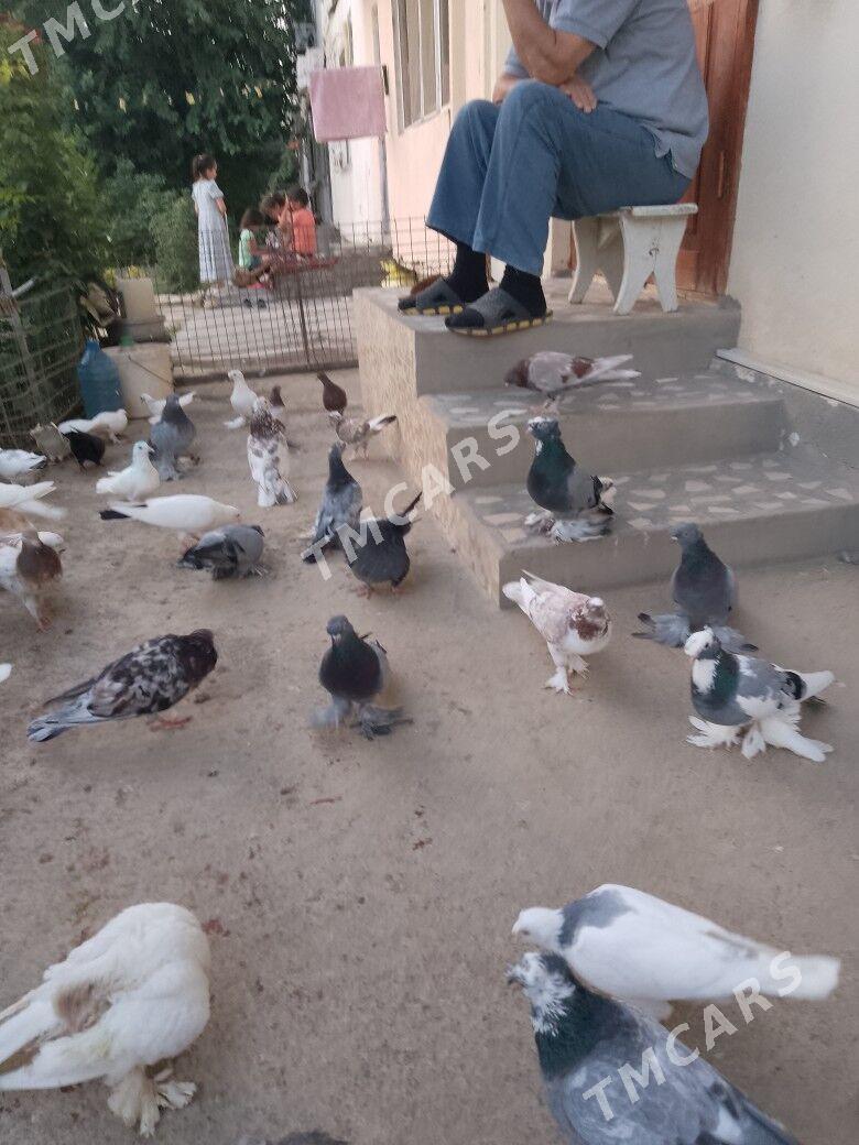 kepdery домашние животные птиц - Aşgabat - img 3