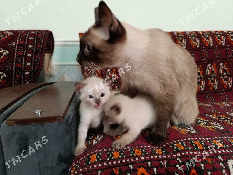 сиамские котята - Daşoguz - img 3