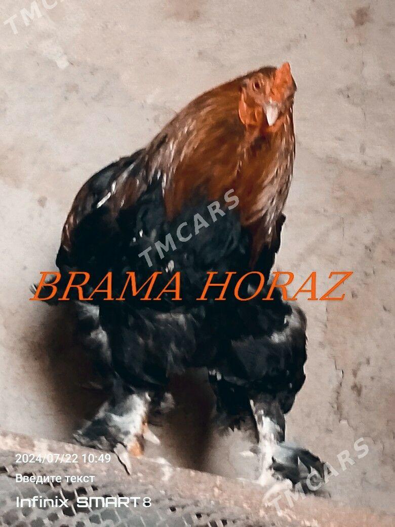 BRAMA HORAZ - Гызыларбат - img 3