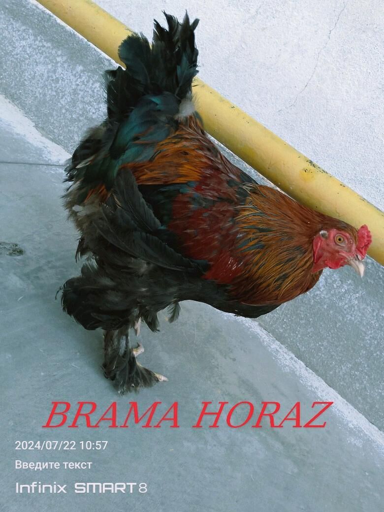 BRAMA HORAZ - Гызыларбат - img 4