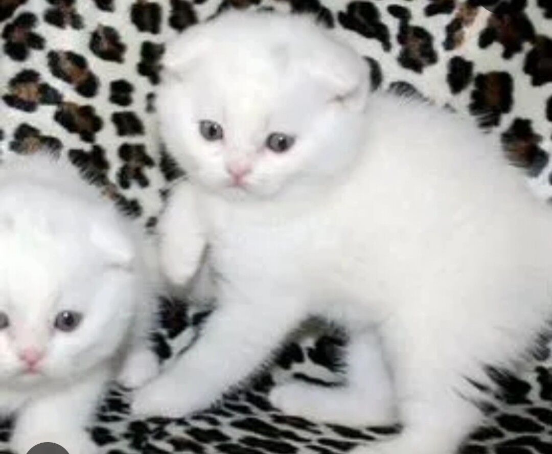 белые шотландские котята - Aşgabat - img 3