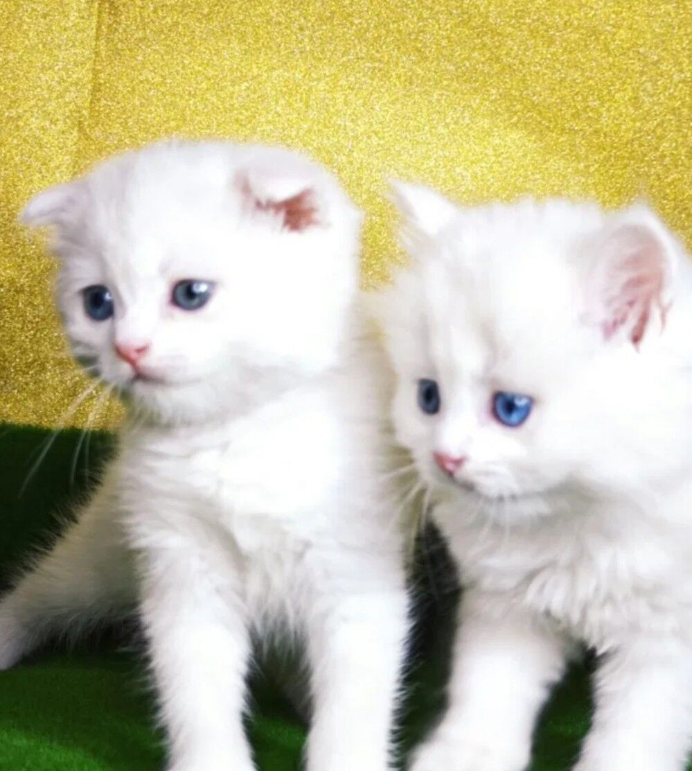 белые шотландские котята - Aşgabat - img 6