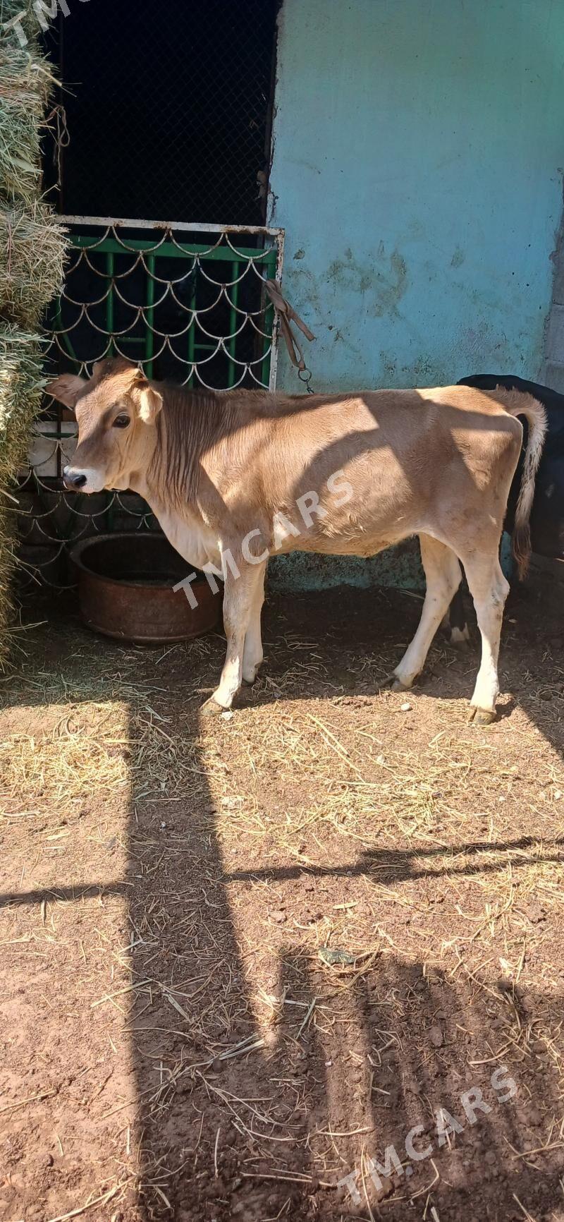 TOHUM  GÖLE - Çoganly - img 2