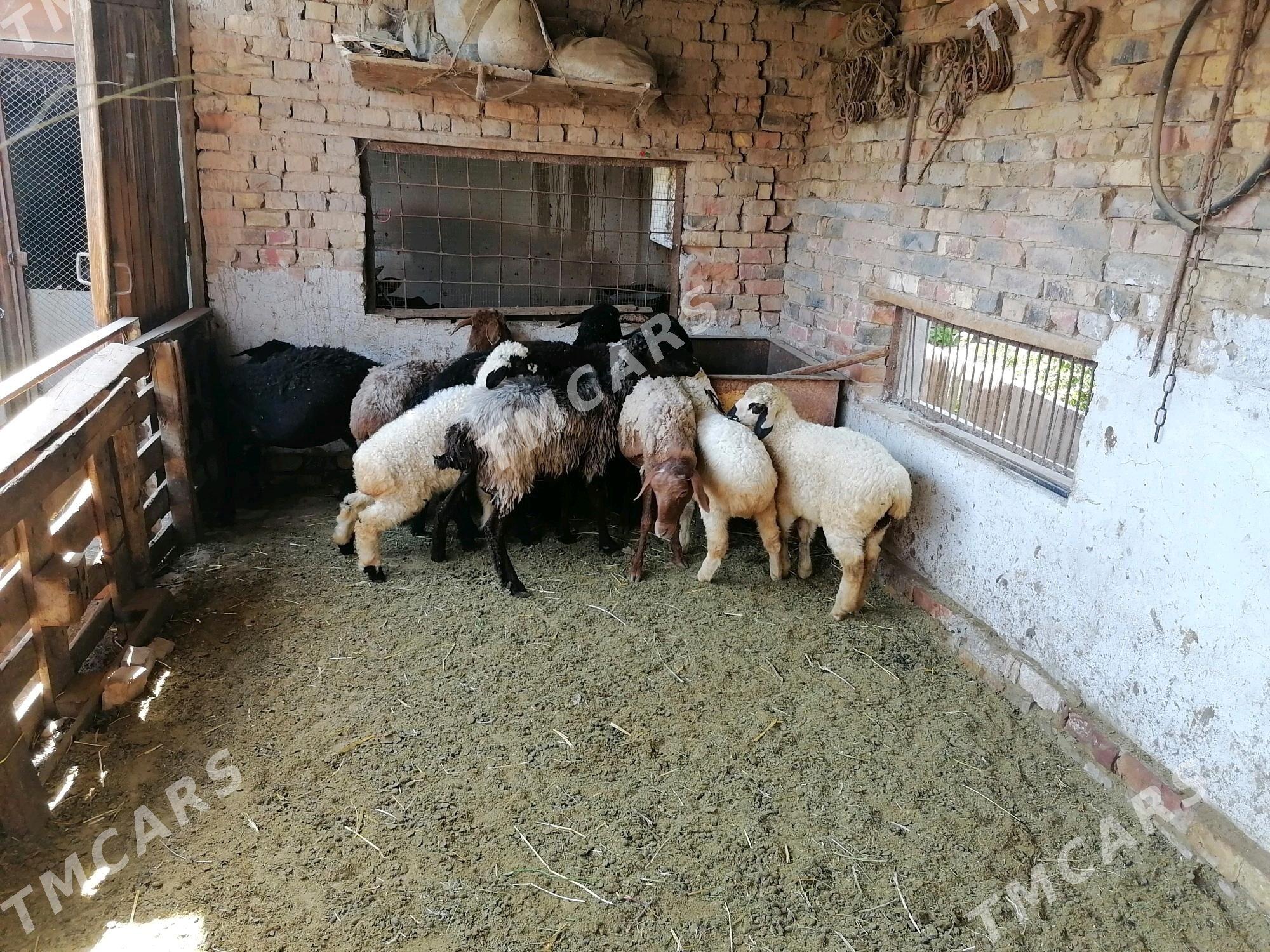 Goyunlar - Туркменабат - img 3