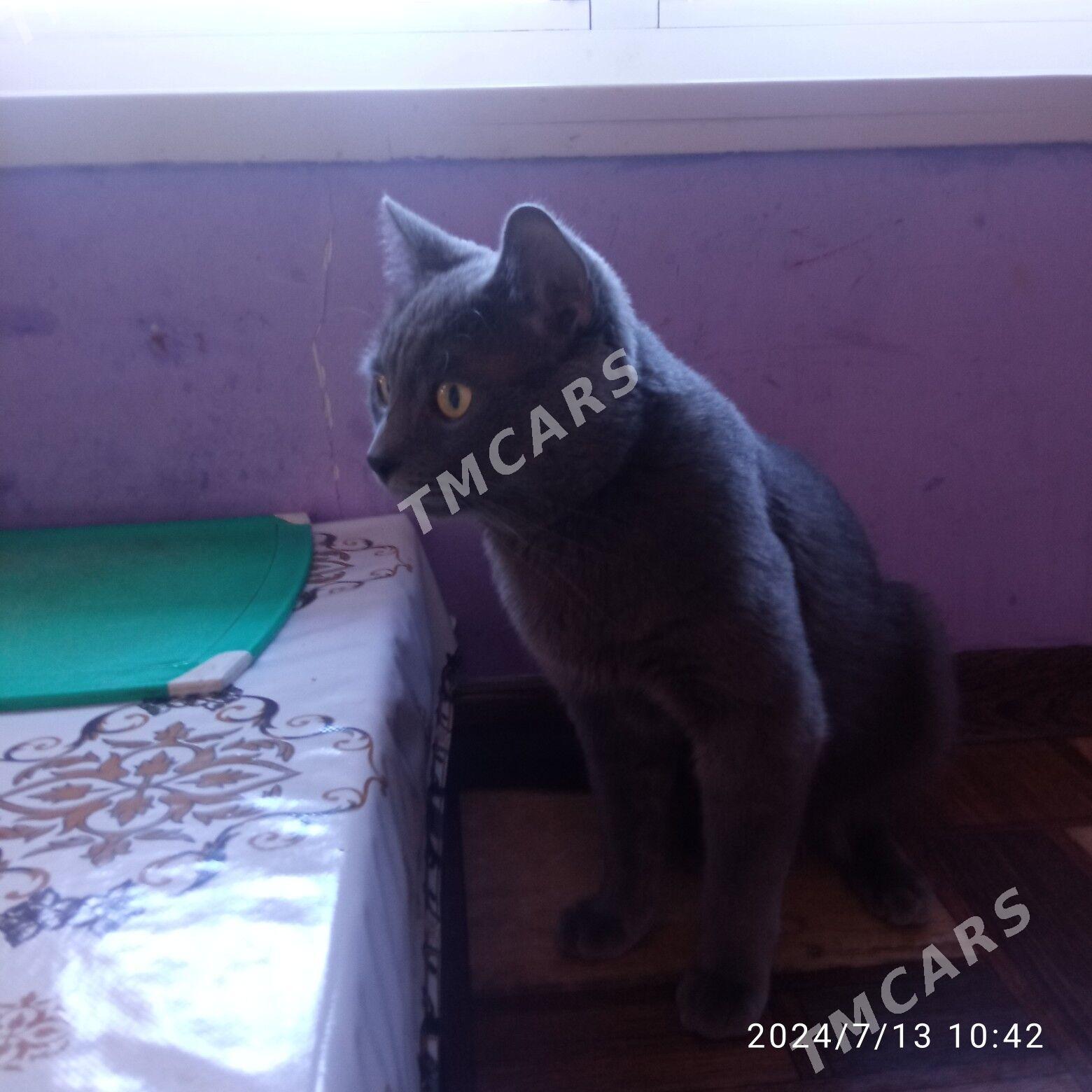 Британский кот на спаривание - Туркменабат - img 4