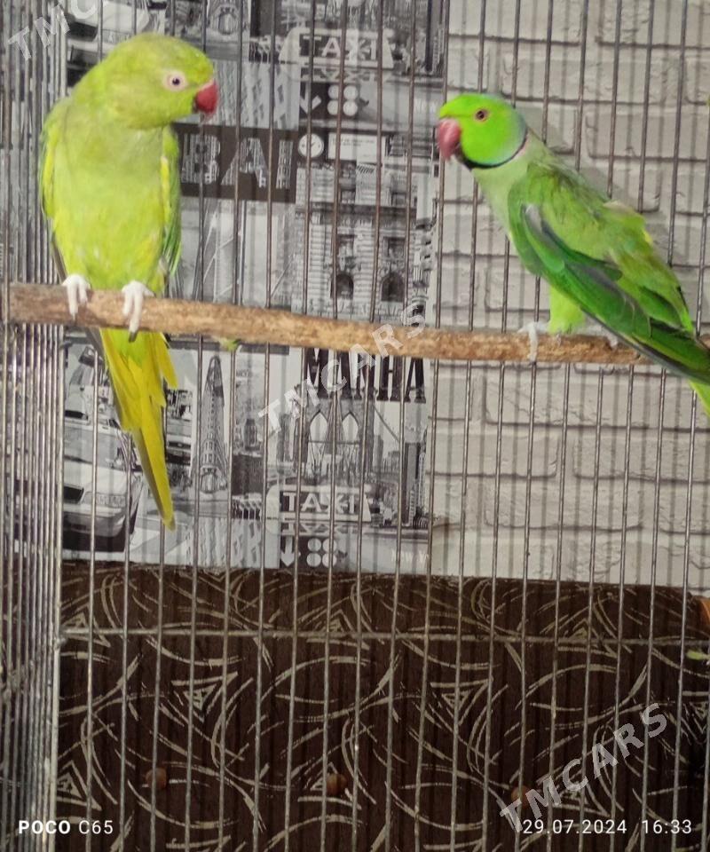 ожереловые попугаи - Ашхабад - img 2